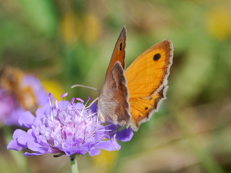 Ancora una Coenonympha pamphilus